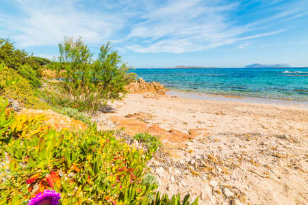 Plants and sand by the sea in Sardiniaの写真素材