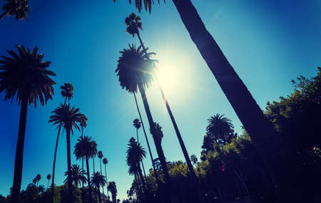 Sun shining over tall palm trees in Los Angeles, Californiaの写真素材