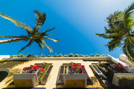 Palm trees in Beverly Hills on a sunny day. Los Angeles, Californiaの写真素材