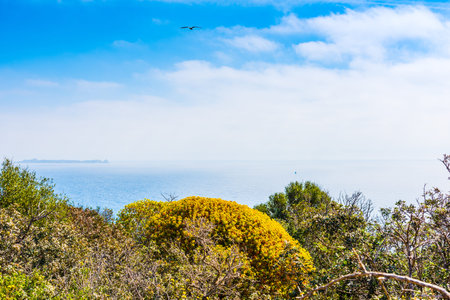 Plants in Porto Giunco coastline, Villasimius. Sardinia, Italyの写真素材