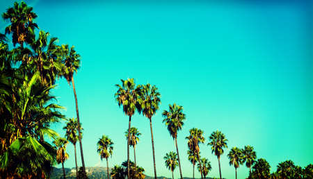 Palm trees with world famous Hollywood sign on the background, Los Angeles. Southern California, USAの写真素材