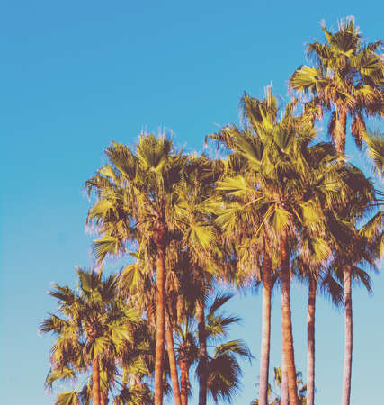 Palm trees under a blue sky in Venice Beach, Los Angeles. Southern California, USA. Vintage tone effectの写真素材