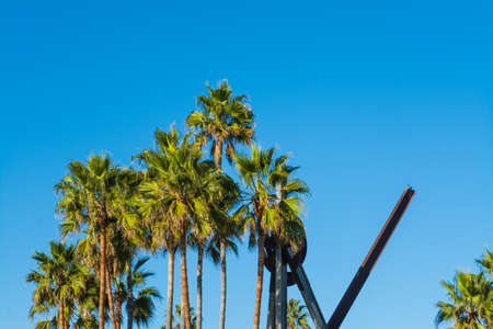 Palm trees under a blue sky in Venice Beach, Los Angeles. Southern California, USAの写真素材
