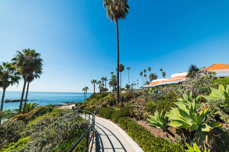 Palm trees by the sea in Laguna Beach, Orange County. Southern California, USAのeditorial素材