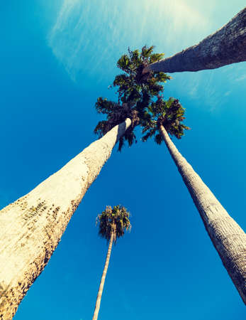 Tall palm trees seen from below in Los Angeles. Southern California, USAの写真素材