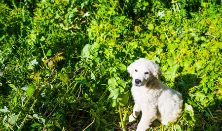 White puppy dog in a green meadow