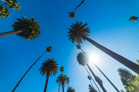 Tall palm trees under a shining sun in Los Angeles. Southern California, USAの写真素材
