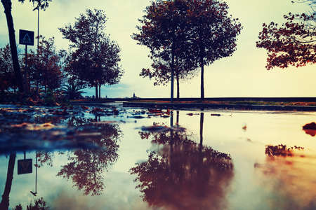 Wet street with trees on the background on a rainy dayの写真素材