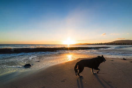 Black dog walking on the sand at sunset. Sardinia, Italyの写真素材
