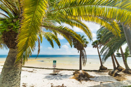 Palm trees in Vinoy Park beach in Saint Petersburg. Florida, USAの写真素材
