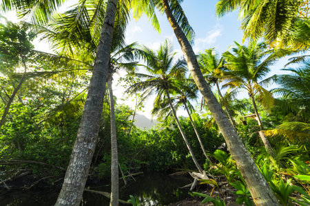 Palm trees in Grande Anse shore in Guadeloupe, French west indies. Lesser Antilles, Caribbean