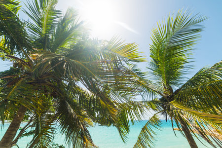Coconut palm trees under a shining sun in Guadeloupe, Caribbean seaの写真素材