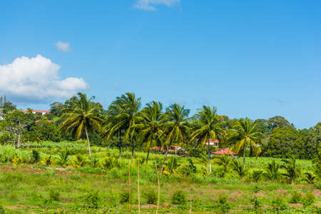 Coconut palm trees in a green field in Guadeloupe, French west indies. Lesser Antilles, Caribbeanの写真素材