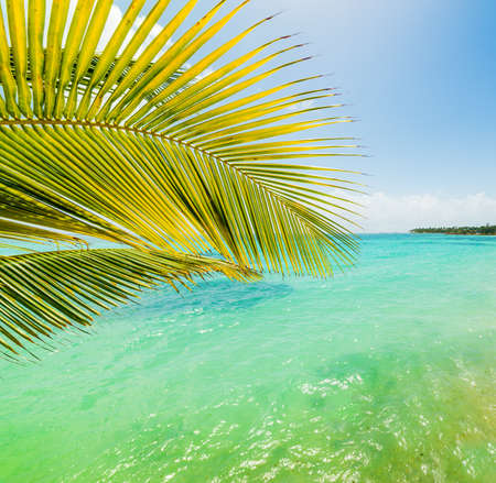 Palm tree and turquoise water in Sainte Anne shore, Guadeloupe. Lesser Antilles, Caribbean seaの写真素材