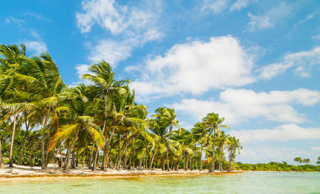Turquoise water and palm trees in Bois Jolan beach in Guadeloupe, Caribbean seaの写真素材