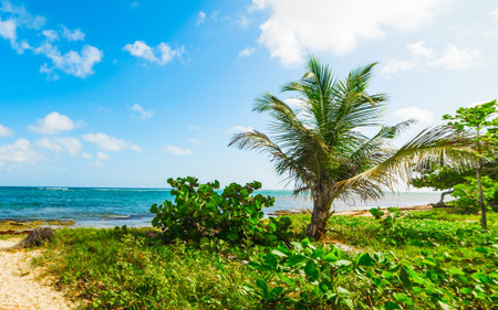 Palms in Autre Bord shore on a cloudy day. Guadeloupe, Caribbean sea