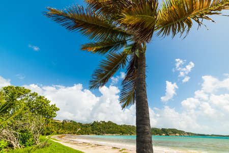 Coconut palm tree in Pointe de la Saline beach in Guadeloupe, Caribbean seaの写真素材