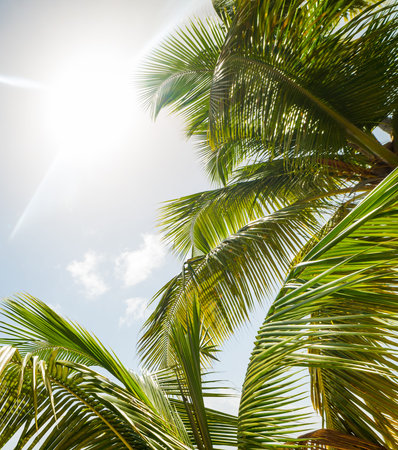 Palm trees and shining sun in the Caribbean