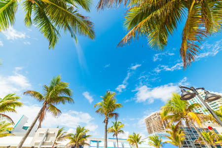 Palm trees in Fort Lauderdale seafront on a sunny day. Southern Florida, USAの写真素材