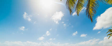 Palm trees and blue sky in Guadeloupe, French west indies. Lesser Antilles, Caribbean seaの写真素材