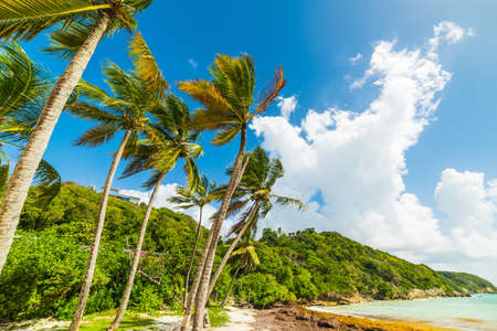 Palms by the sea Pointe de la Saline in Guadeloupe, French west indies. Lesser Antilles, Caribbean seaの写真素材