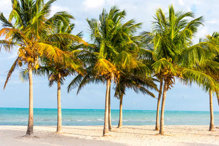 Coconut palm trees by the sea in Crandon Park in Key Biscayne. Miami, USAの写真素材