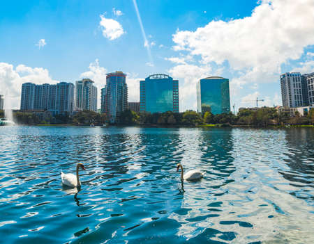 Two white swans on the water in Lake Eola park in Orlando, USAの写真素材