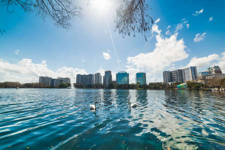 Two white swans in Lake Eola park in Orlando, USAの写真素材