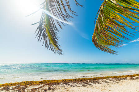 Palms by the shore in Raisins Clairs beach in Guadeloupe, French west indies. Lesser Antilles, Caribbean seaの写真素材