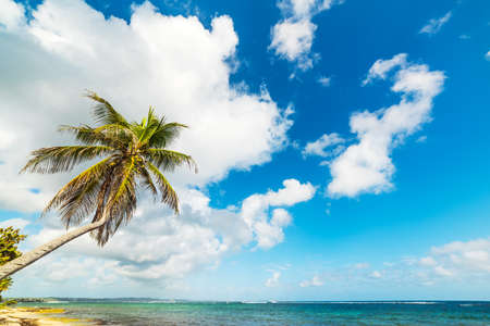 Coconut palm tree in Autre Bord beach in Guadeloupe, French west indies. Lesser Antilles, Caribbean seaの写真素材