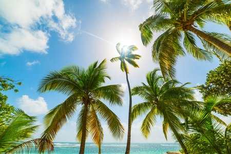 Palm trees and blue sea in la Caravelle beach in Guadeloupe, French west indies. Lesser Antilles, Caribbean seaの写真素材