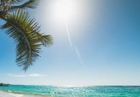 Palm branch in Raisins Clairs beach in Guadeloupe, French west indies. Lesser Antilles, Caribbean seaの写真素材