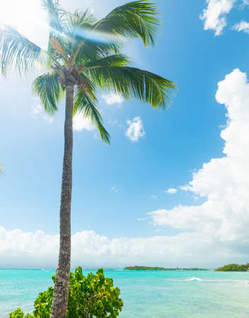 Palm tree and clear water in Guadeloupe, French west indies. Lesser Antilles, Caribbean seaの写真素材