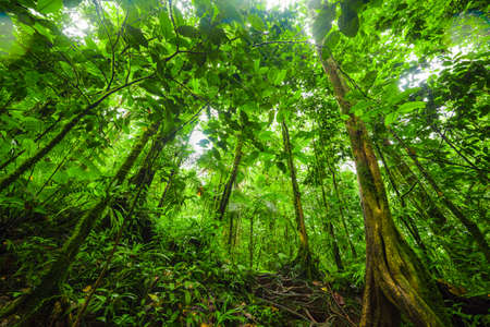 Tall trees in Basse Terre jungle. Guadeloupe, Lesser Antillesの写真素材