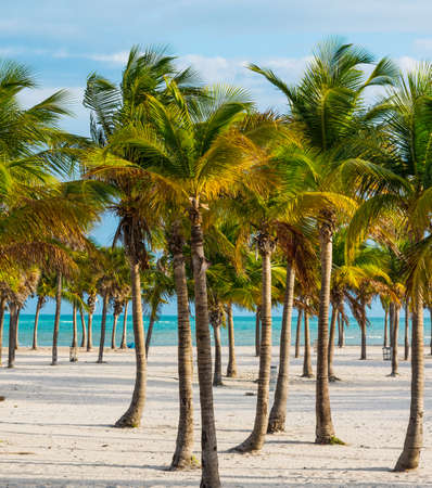 White sand and palm trees in Key Biscayne.の写真素材
