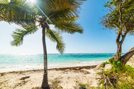 White sand and palm trees in Raisins Clairs in Guadeloupe, French west indies. Lesser Antilles, Caribbean seaの写真素材
