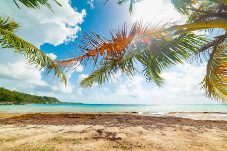 Pointe de la Saline beach in Guadeloupe, French west indies. Lesser Antilles, Caribbean seaの写真素材