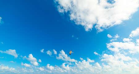 Seagulls flying in a blue sky with cloudsの写真素材