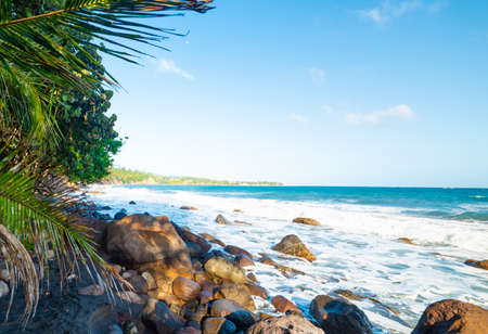 Rocks and palm trees in Grande Anse in Guadeloupe, French west indies. Lesser Antilles, Caribbean seaの写真素材