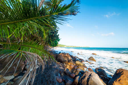 Rocks and palms in Grande Anse in Guadeloupe, French west indies. Lesser Antilles, Caribbean seaの写真素材