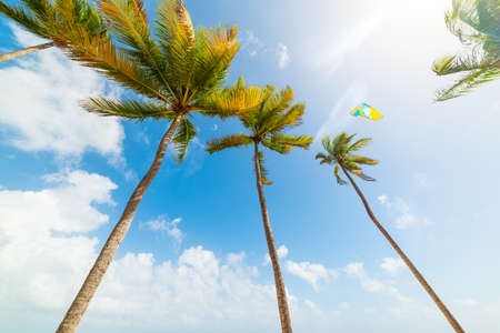 Kite surf over tall palm trees in Guadeloupe, French west indies. Lesser Antilles, Caribbean seaの写真素材
