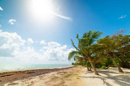 Sun shining over Pointe de la Saline beach in Guadeloupe, French west indies. Lesser Antilles, Caribbean seaの写真素材