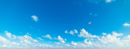 Seagull flying in a blue sky with small cloudsの写真素材