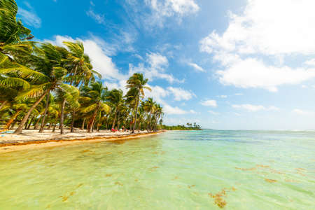 Palm trees and clear water in Bois Jolan beach in Guadeloupe, French west indies. Lesser Antilles, Caribbean seaの写真素材