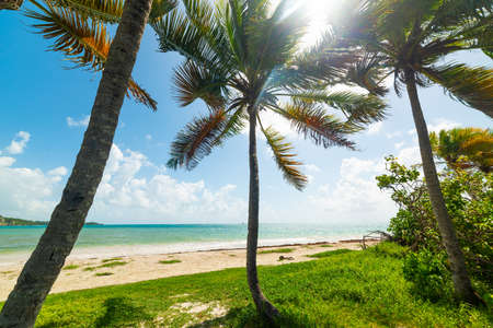 Pointe de la Saline beach in Guadeloupe, French west indies. Lesser Antilles, Caribbean seaの写真素材