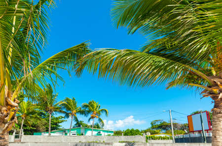 Palm trees in Raisins Clairs beach in Guadeloupe, French west indies. Lesser Antilles, Caribbean seaの写真素材
