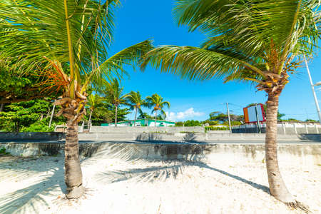 Palm trees and white sand in Raisins Clairs beach in Guadeloupe, French west indies. Lesser Antilles, Caribbean seaの写真素材