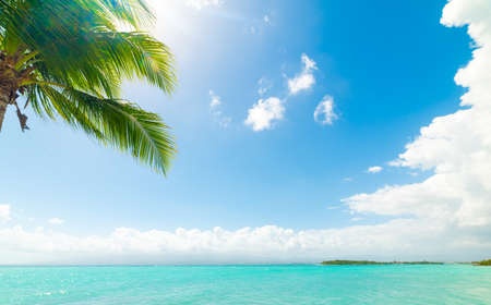 Turquoise water and palm tree in Le Gosier shore in Guadeloupe, French west indies. Lesser Antilles, Caribbean seaの写真素材