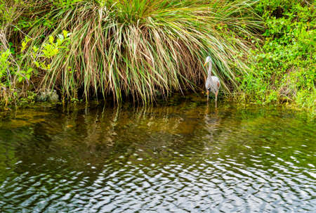 Great blue heron in the water in Everglades national park. Florida, USAの写真素材