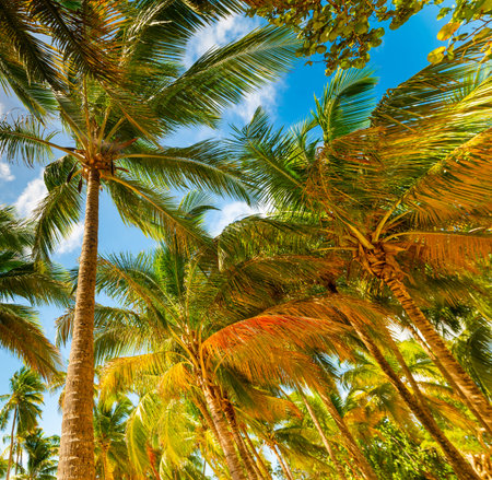 Coconut palm trees under a blue sky in Guadeloupe, French west indies. Lesser Antilles, Caribbean...